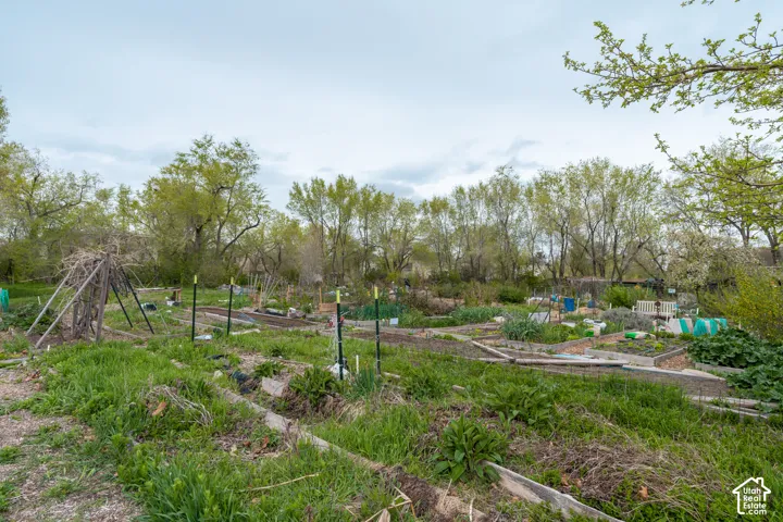 Garden area featuring multiple raised beds and mature surrounding foliage
