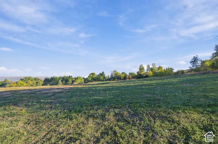 Expansive grassy terrain extending to a tree line under a clear sky