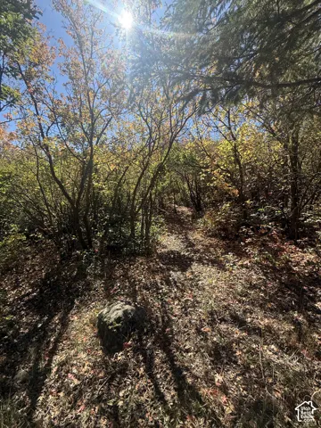 Wooded property with a natural ground cover, mature trees, and a sun-dappled path
