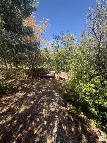 Woodland setting with mature trees and a gravel pathway