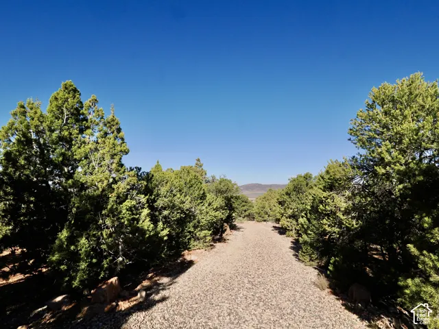 Gravel path bordered by dense evergreen foliage and distant mountainous terrain