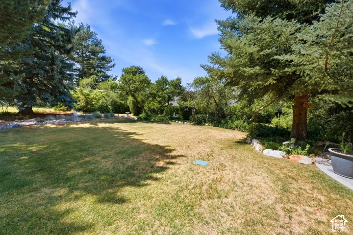 Expansive lawn area with mature evergreen trees, established shrubbery, and stone landscape borders