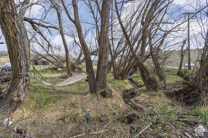 Wooded area featuring mature trees and a natural stream