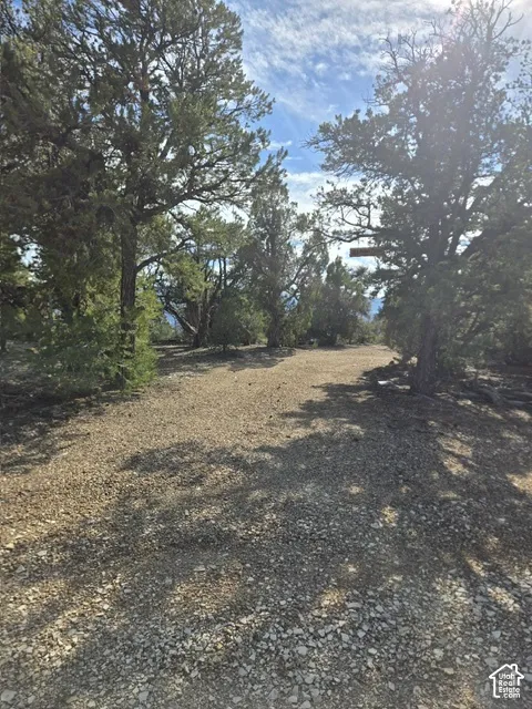 Gravel ground cover with mature trees and natural vegetation