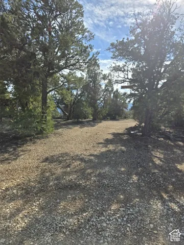 Gravel ground cover with mature trees and natural vegetation