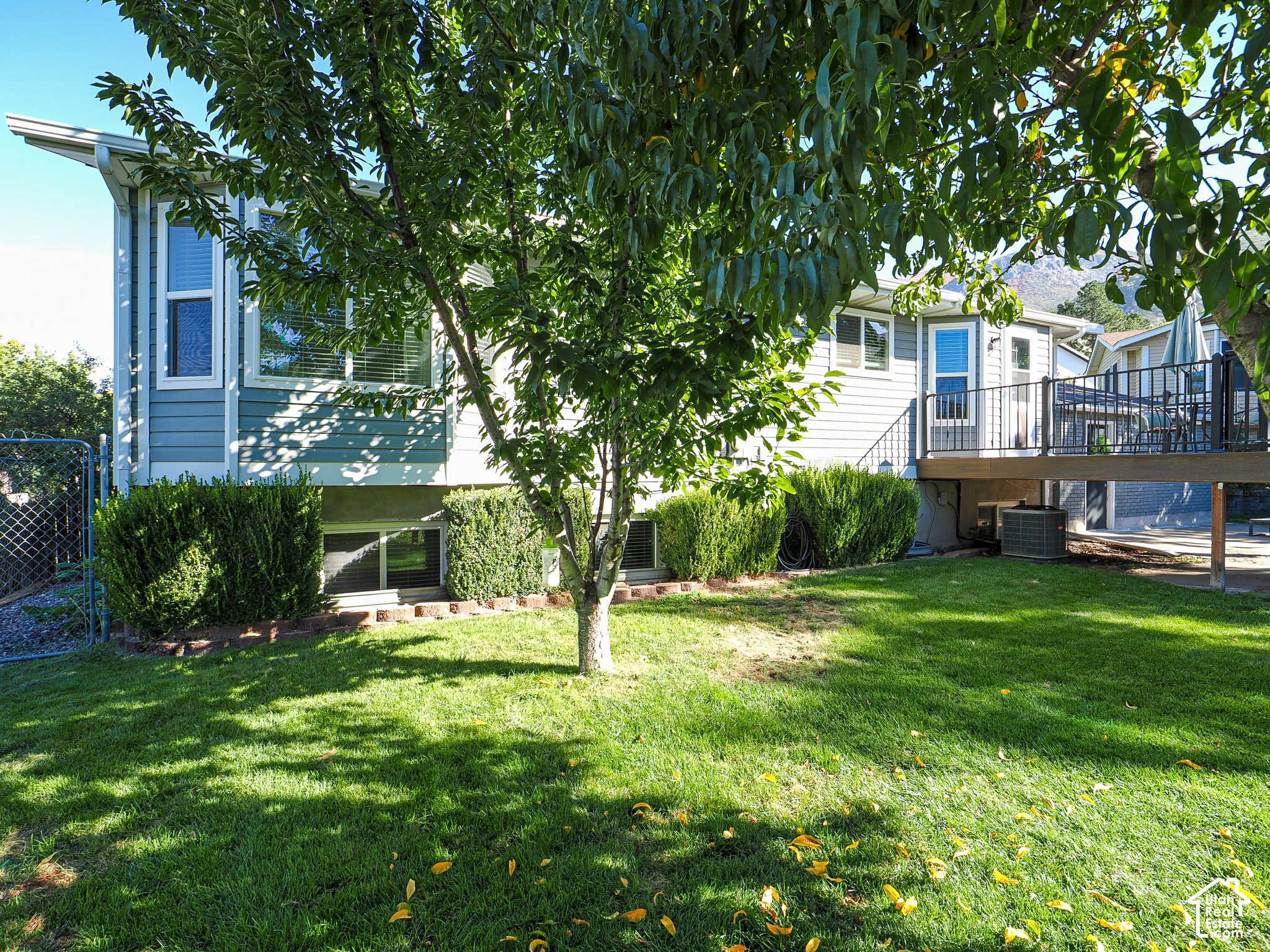 Expansive green lawn, mature tree providing shade, established hedges, lower-level windows, and an upper-level deck with black railings