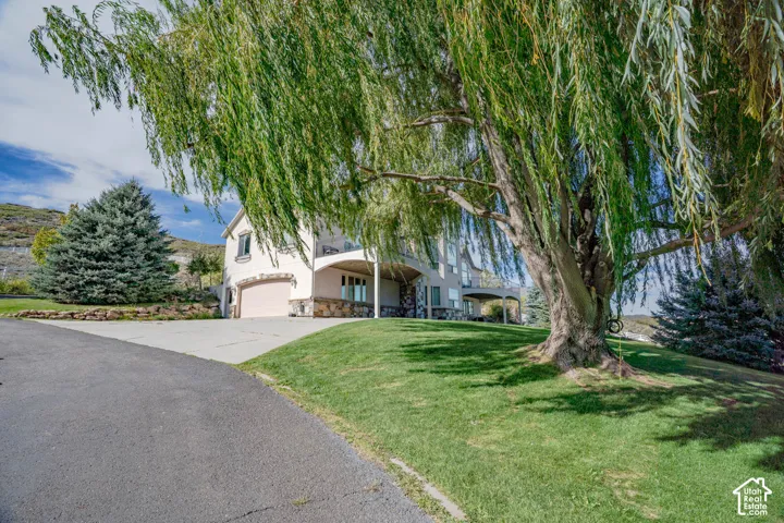 Expansive mature tree and manicured lawn
