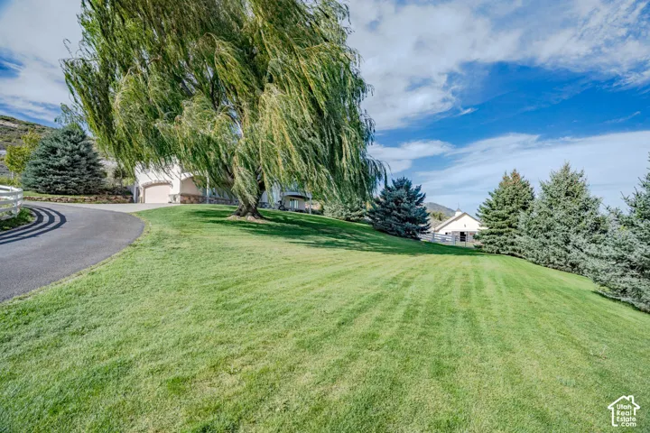 Expansive lawn with mature trees and paved driveway