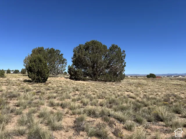 Expansive natural landscape featuring native grasses and mature evergreen trees under a clear sky