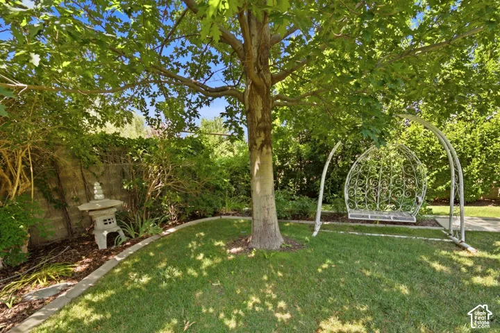 Mature tree providing extensive shade
