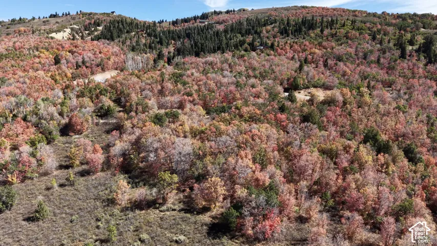 Expansive natural landscape with varied foliage, featuring a mix of deciduous trees, evergreen trees, and natural ground cover