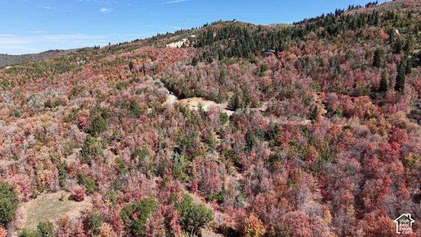 Expansive natural landscape featuring varied topography, mature deciduous trees, evergreen trees, and a distant structure
