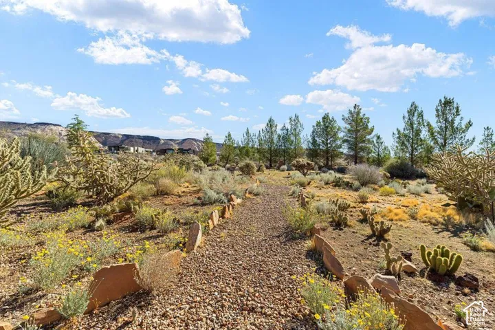 Gravel pathway bordered by natural stone, surrounded by desert landscaping with various cacti and flowering plants
