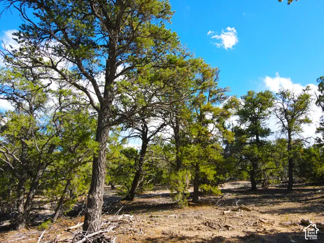Mature trees, natural terrain, and abundant foliage