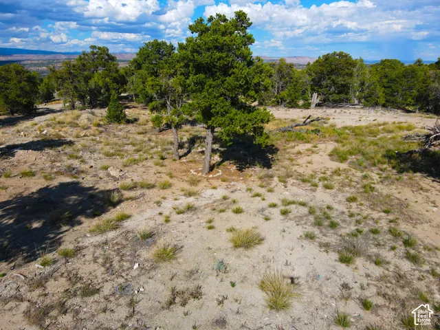 Expansive elevated terrain featuring diverse native flora and scattered trees