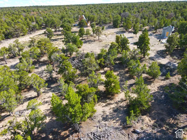Wooded acreage with abundant evergreen trees