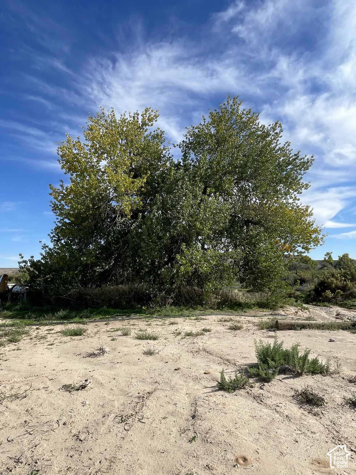 Huge cottonwood tree on property