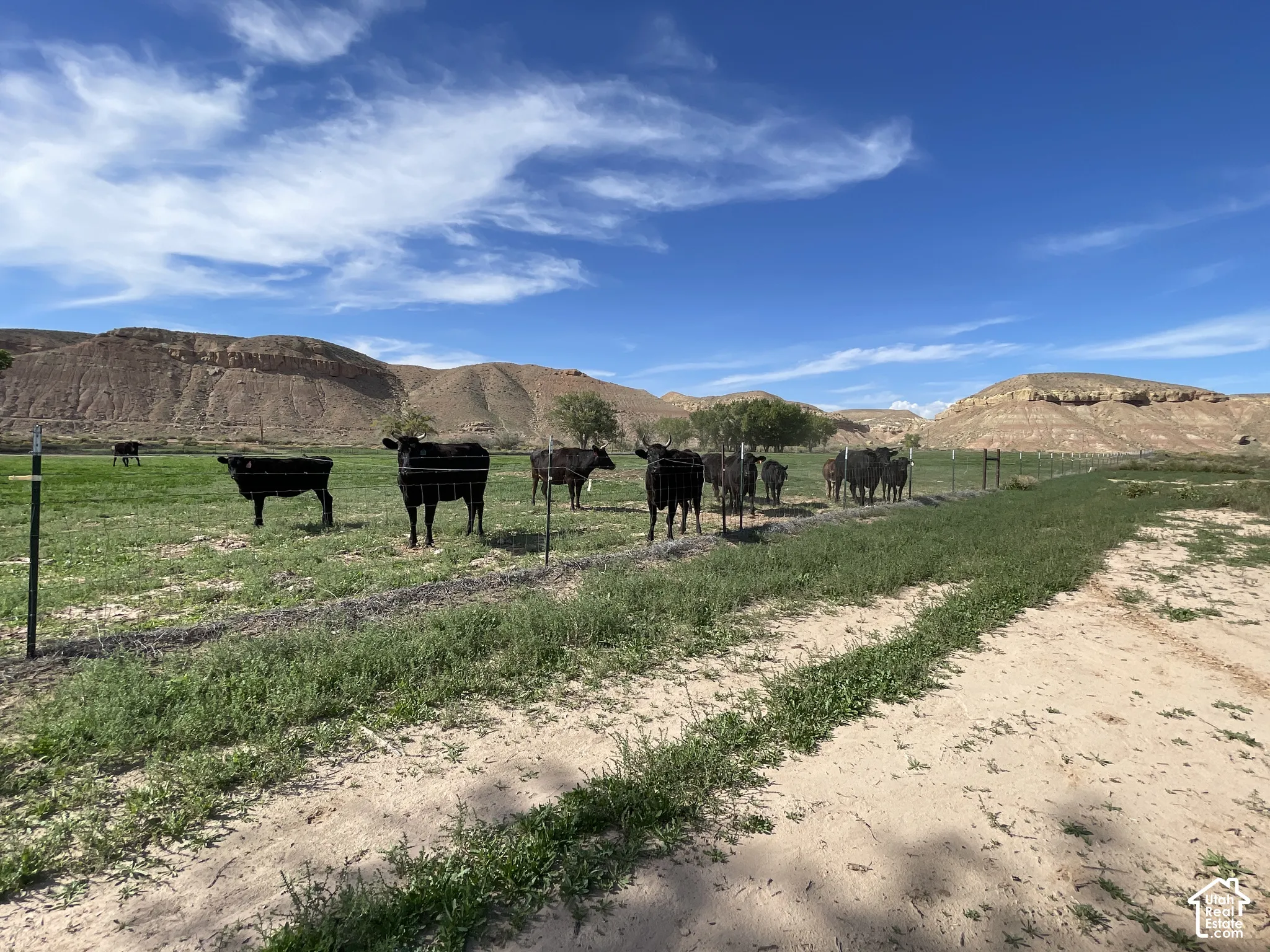 Neighbors cattle