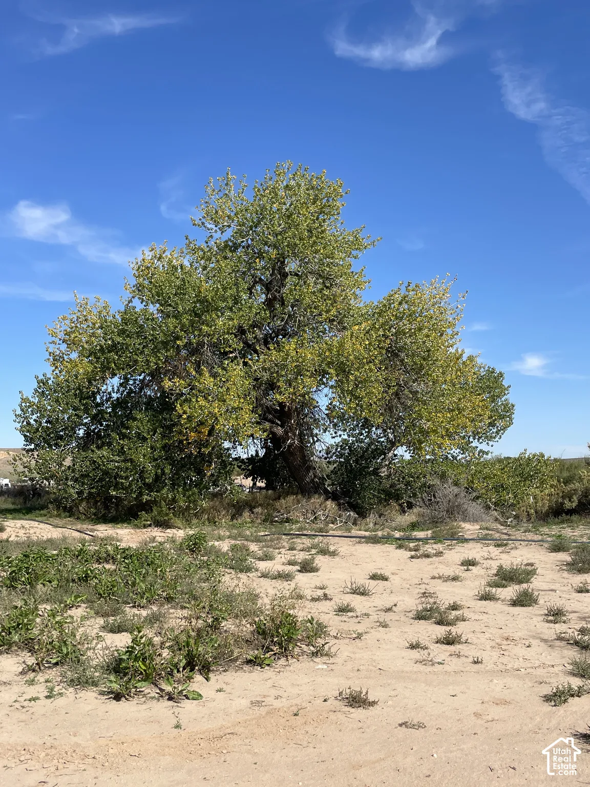 Huge cottonwood tree on property