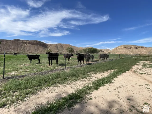 Neighbors cattle