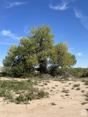 Huge cottonwood tree on property