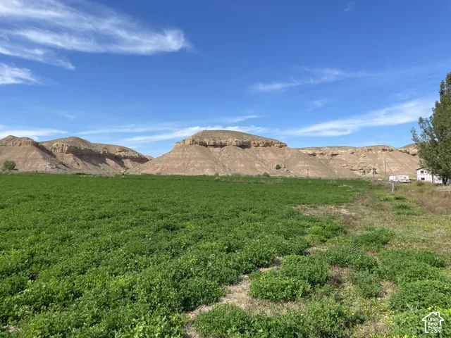 Hay field