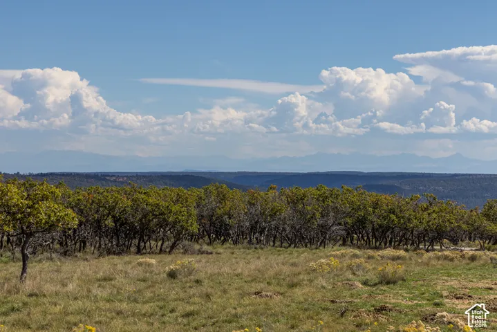 Expansive natural landscaping with mature trees and native grasses