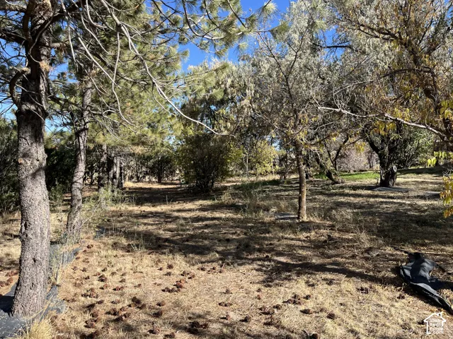 Expansive wooded lot featuring mature trees and natural ground cover
