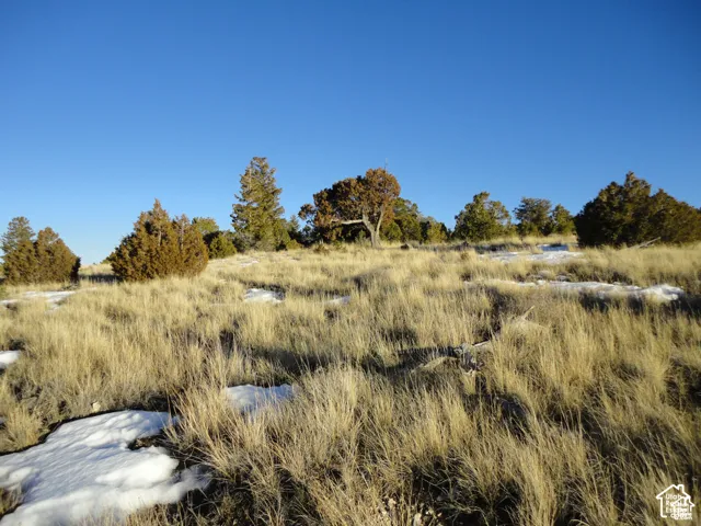 Expansive natural landscape featuring dry grasses, scattered evergreens, and clear blue sky