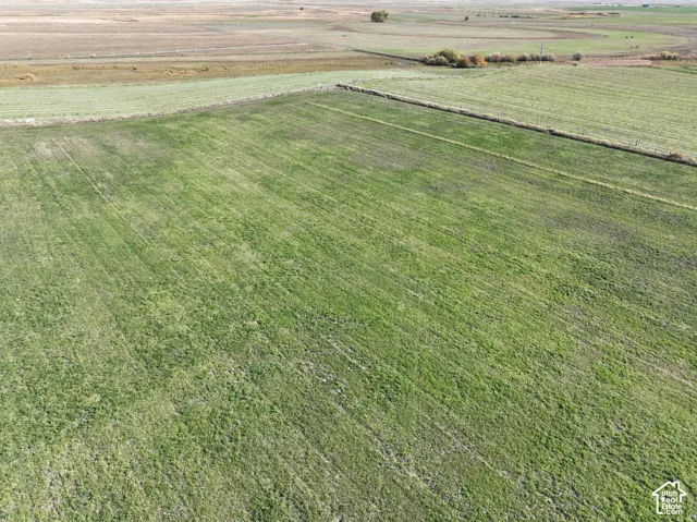 Expansive green acreage with distant treeline