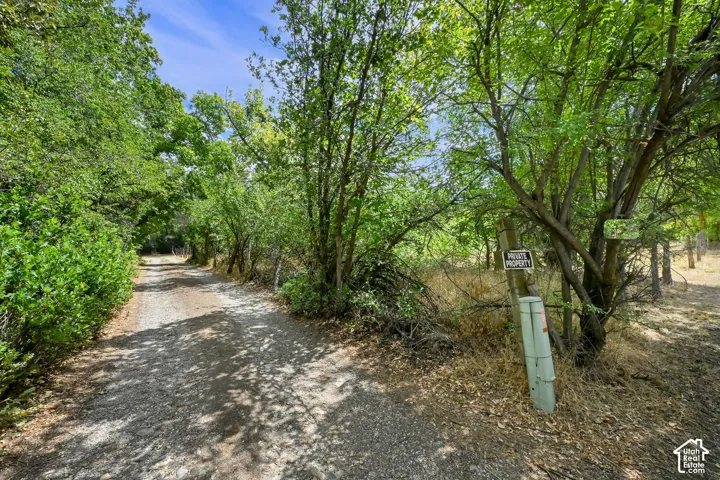 Gravel pathway bordered by mature trees and lush green foliage