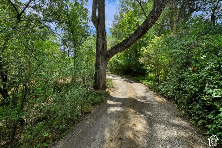 Gravel pathway surrounded by mature trees and abundant foliage