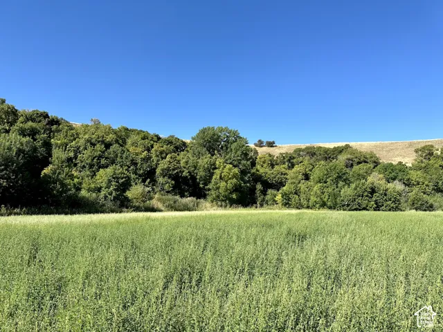 Expansive green field with natural tree line and distant hillside