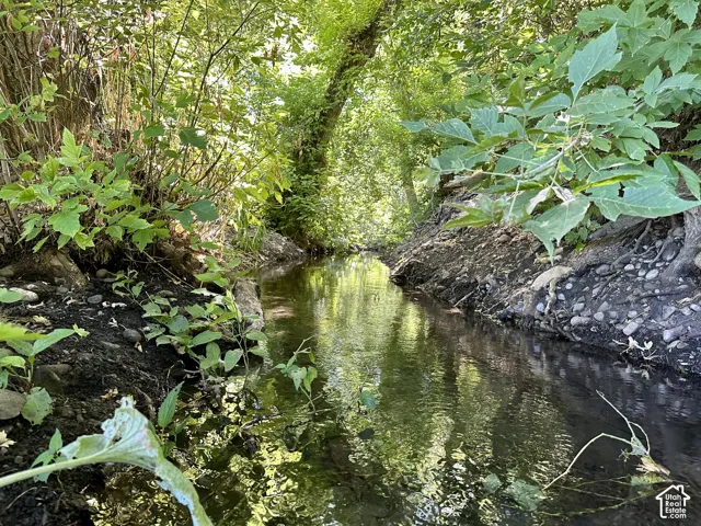 Natural stream with wooded banks and lush foliage that flows through the property