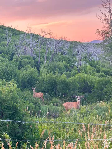 Pastoral acreage with mature woodland backdrop and native vegetation