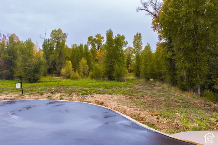 Paved surface with an undeveloped, expansive natural landscape featuring mature trees and varied foliage