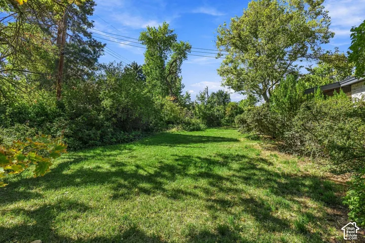 Expansive grassy backyard surrounded by mature trees and varied shrubbery