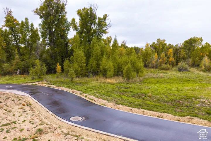 Paved road with curbs, surrounded by natural landscaping and mature trees