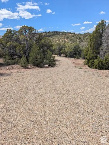 Gravel drive with surrounding mature trees and natural landscaping