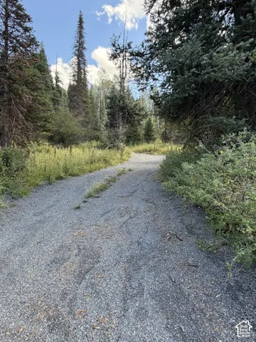 Gravel pathway bordered by abundant natural foliage and mature trees