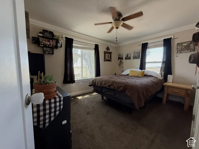 Ceiling fan with light fixture, multiple windows, and crown molding
