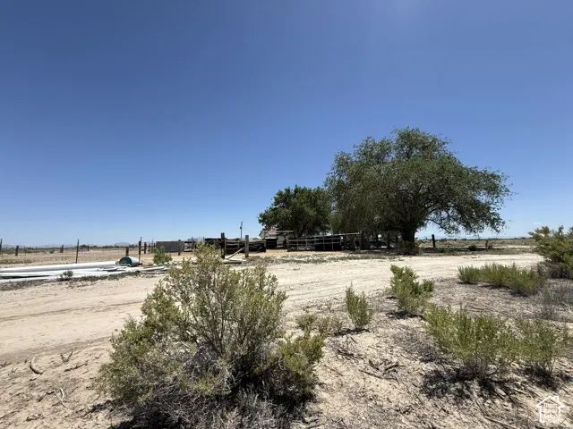 Expansive arid landscape featuring scattered green shrubbery and a mature shade tree