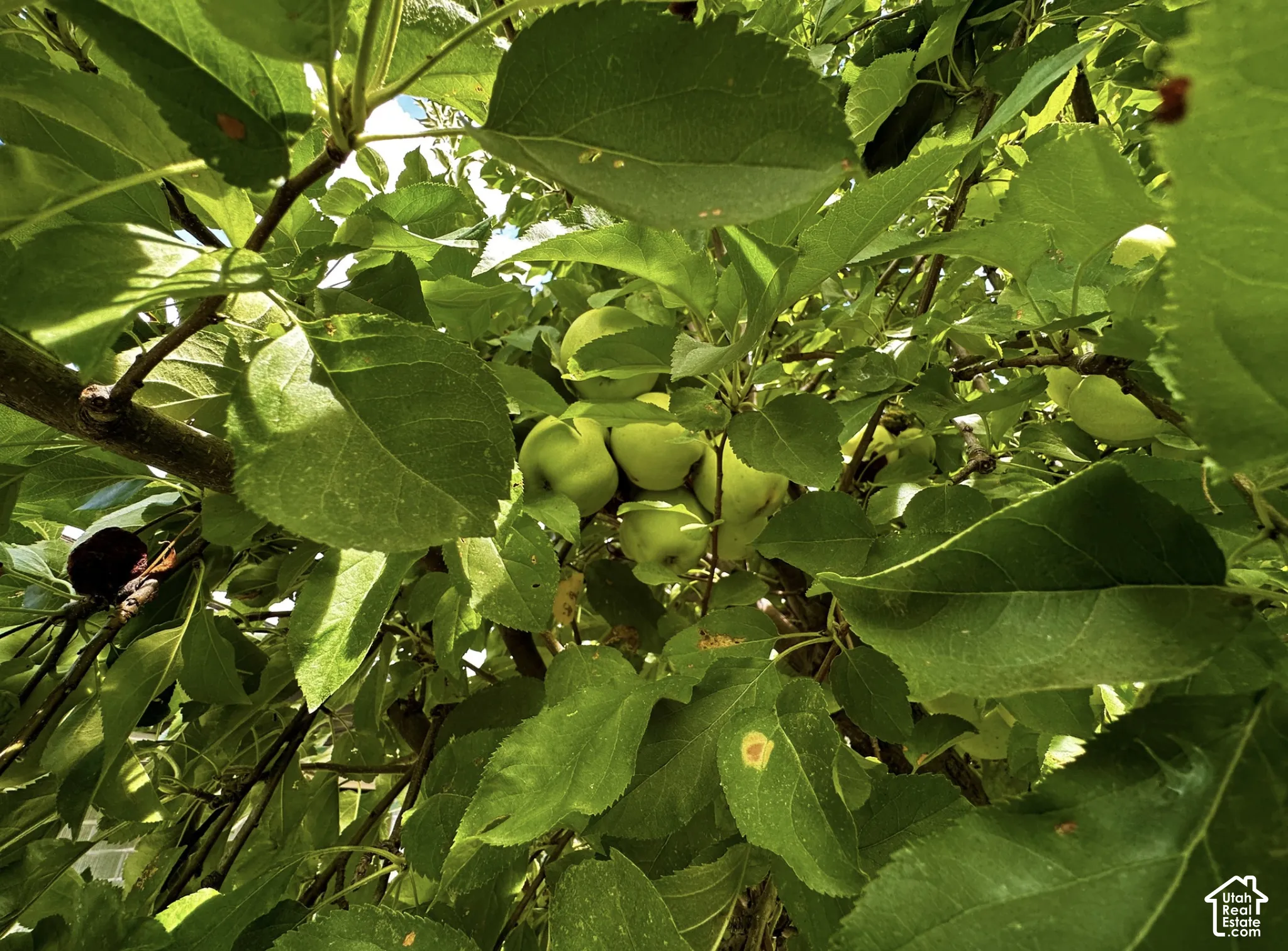 Fruit-bearing tree with vibrant green foliage