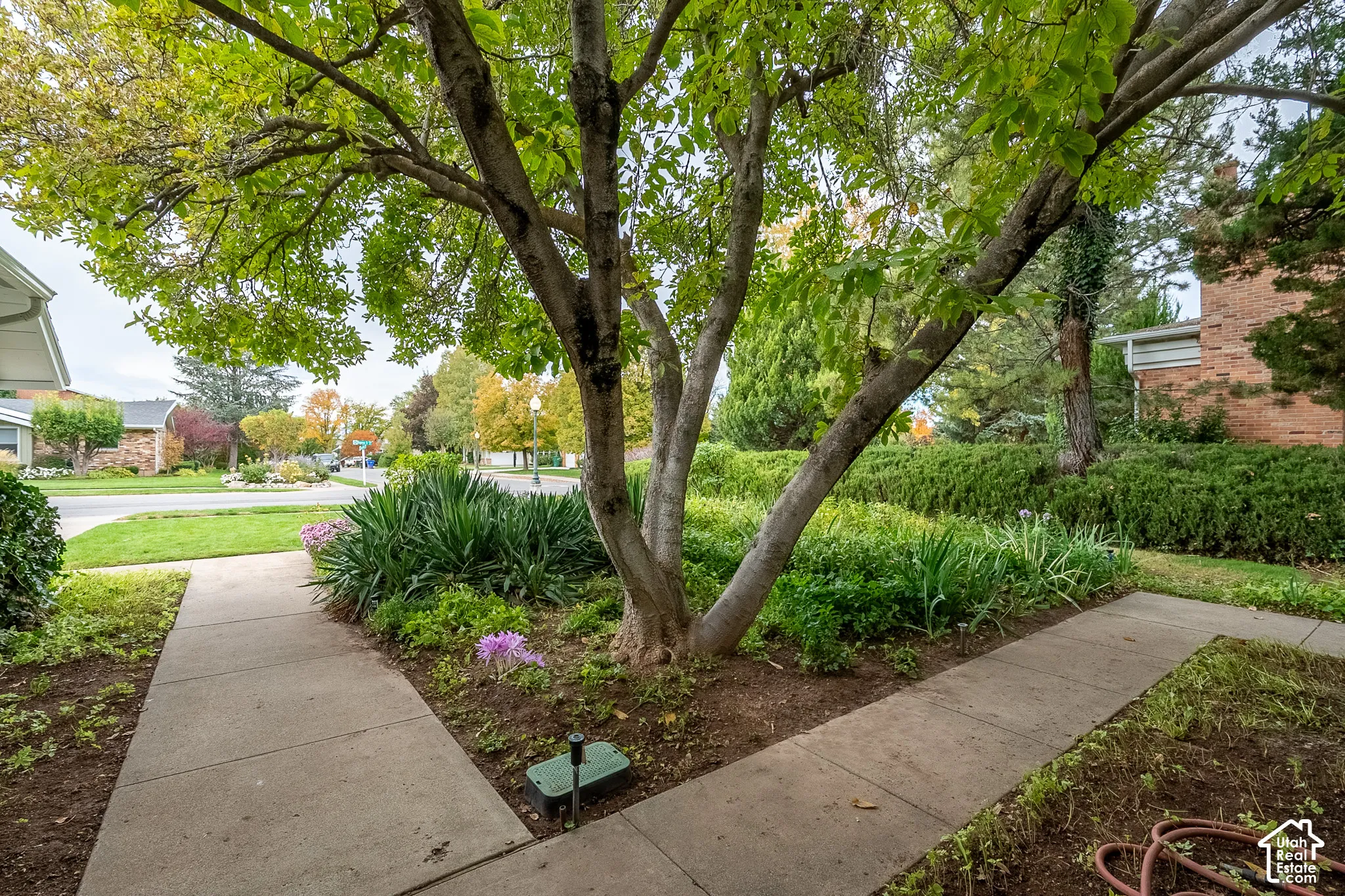 Mature tree anchoring a landscaped garden bed with integrated low-voltage lighting and walkways