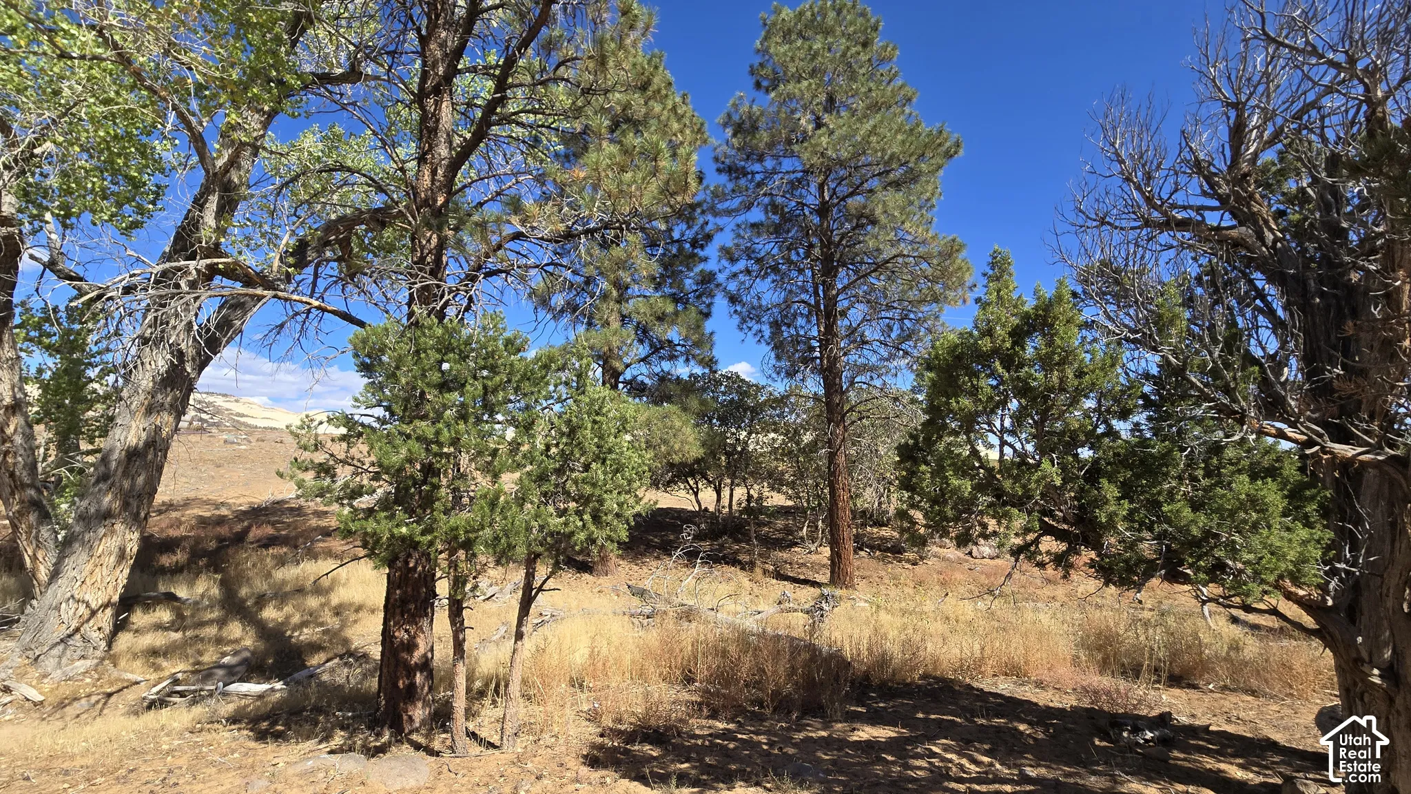 Picture is from Subdivision and area, but not the lot specifically.