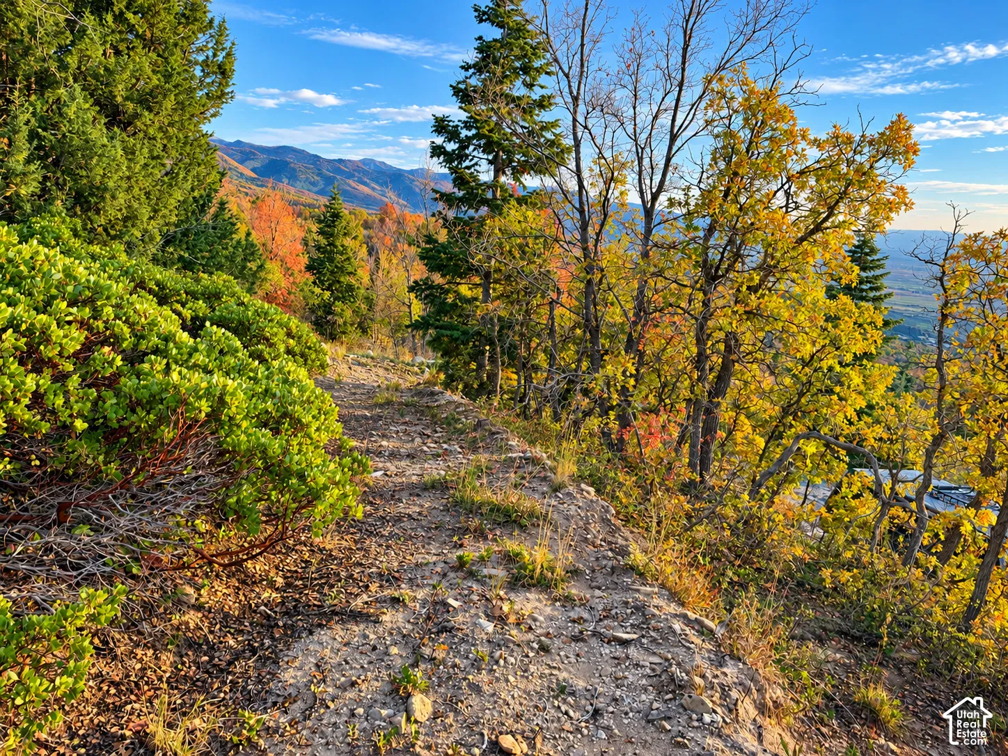 Scenic hillside setting with mature mixed forest featuring golden autumn foliage, evergreen specimens, and natural rock outcroppings