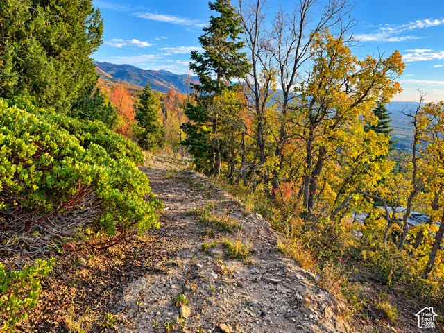 Scenic hillside setting with mature mixed forest featuring golden autumn foliage, evergreen specimens, and natural rock outcroppings