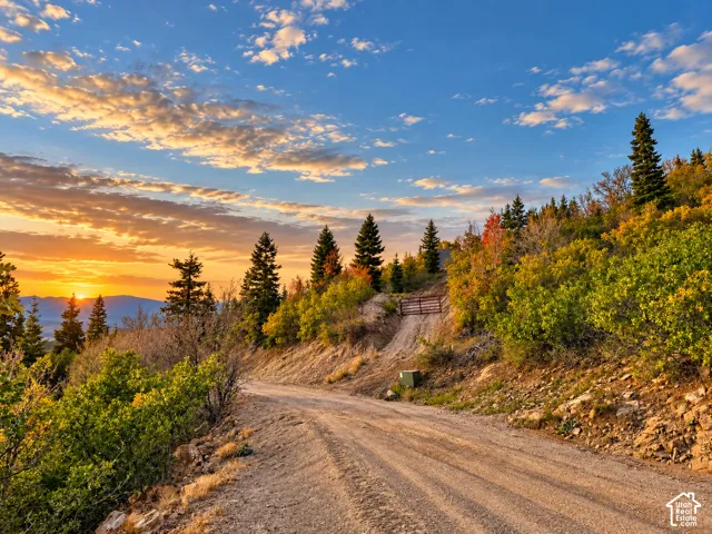 Gravel road with a wooden gate, flanked by abundant evergreen and deciduous trees, set against a mountain backdrop