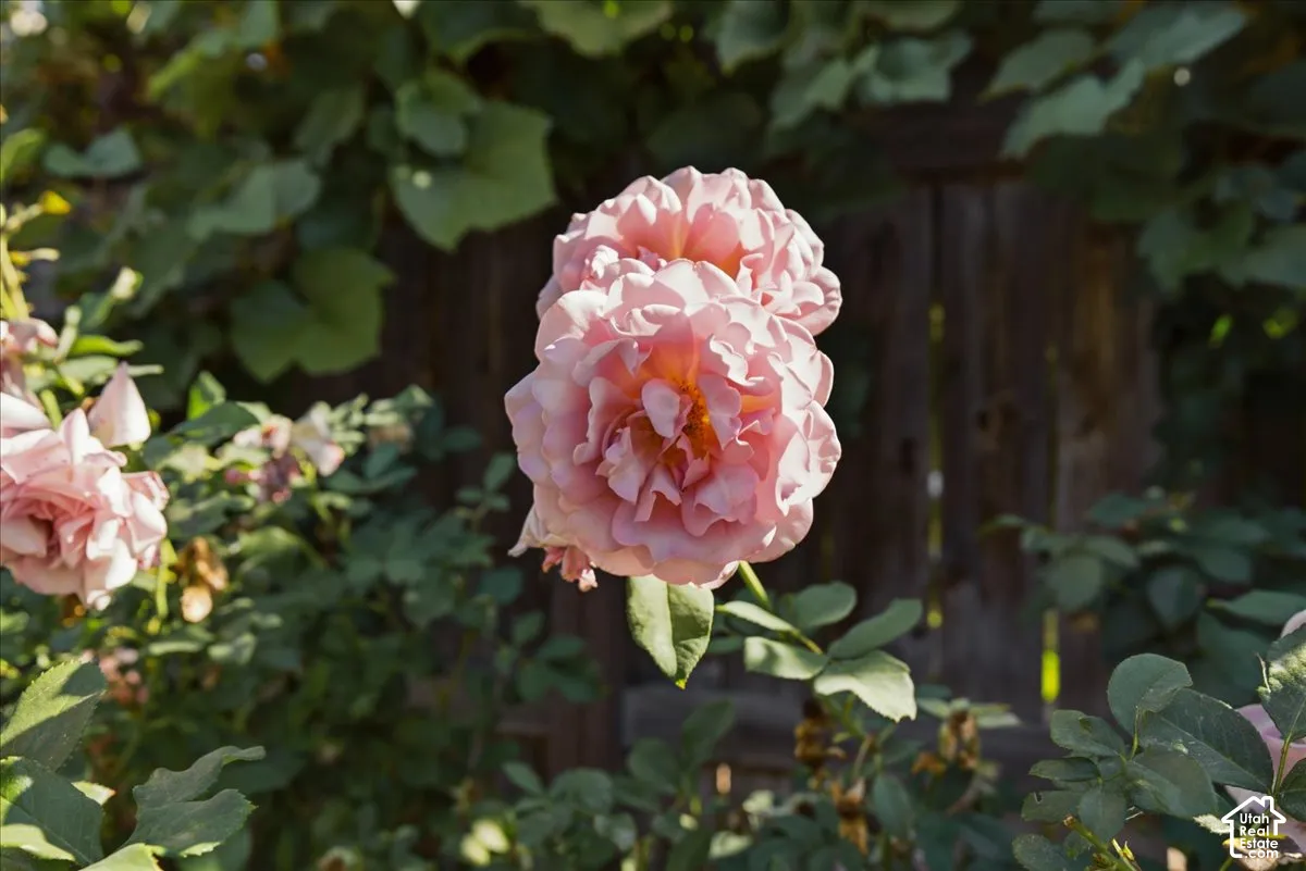 Blooming pink roses with green foliage