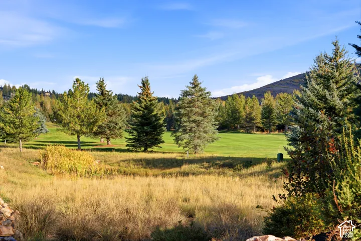 Expansive natural landscape featuring a grassy field, mature evergreen trees, and distant mountain backdrop